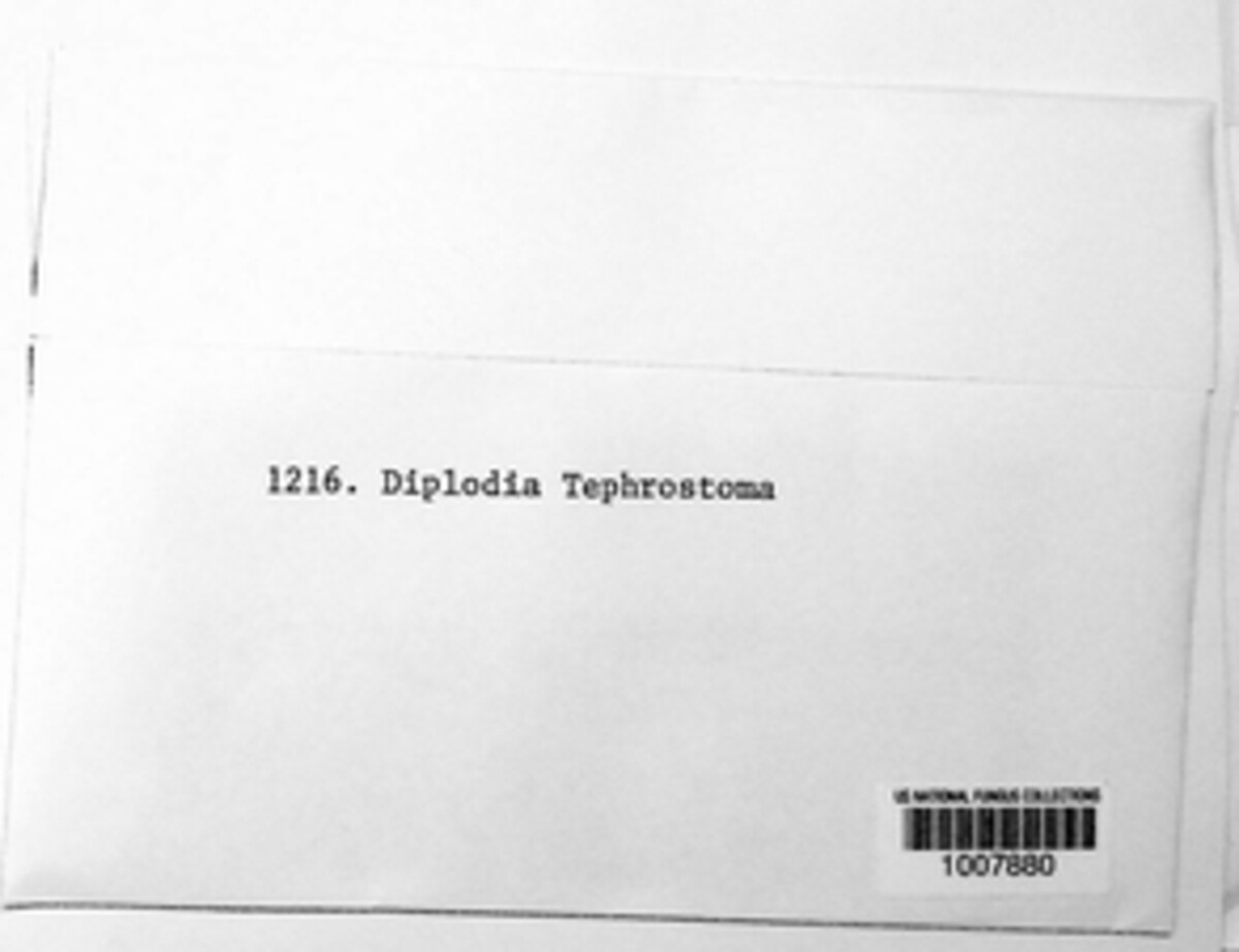 Diplodia tephrostoma image